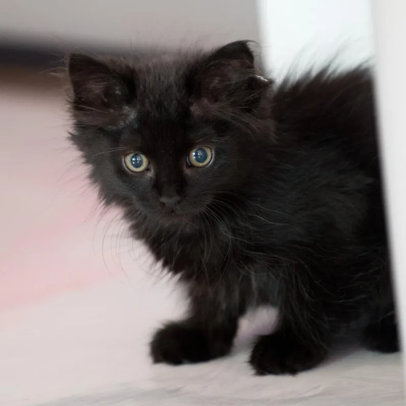 A baby small-sized female Black Domestic Long Hair cat named Polo for adoption in Forest Park, IL