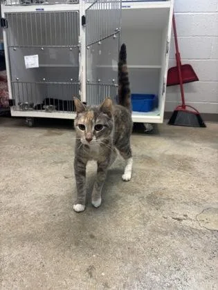 An adult small-sized female Domestic Short Hair cat named Ziva for adoption in Manteo, NC