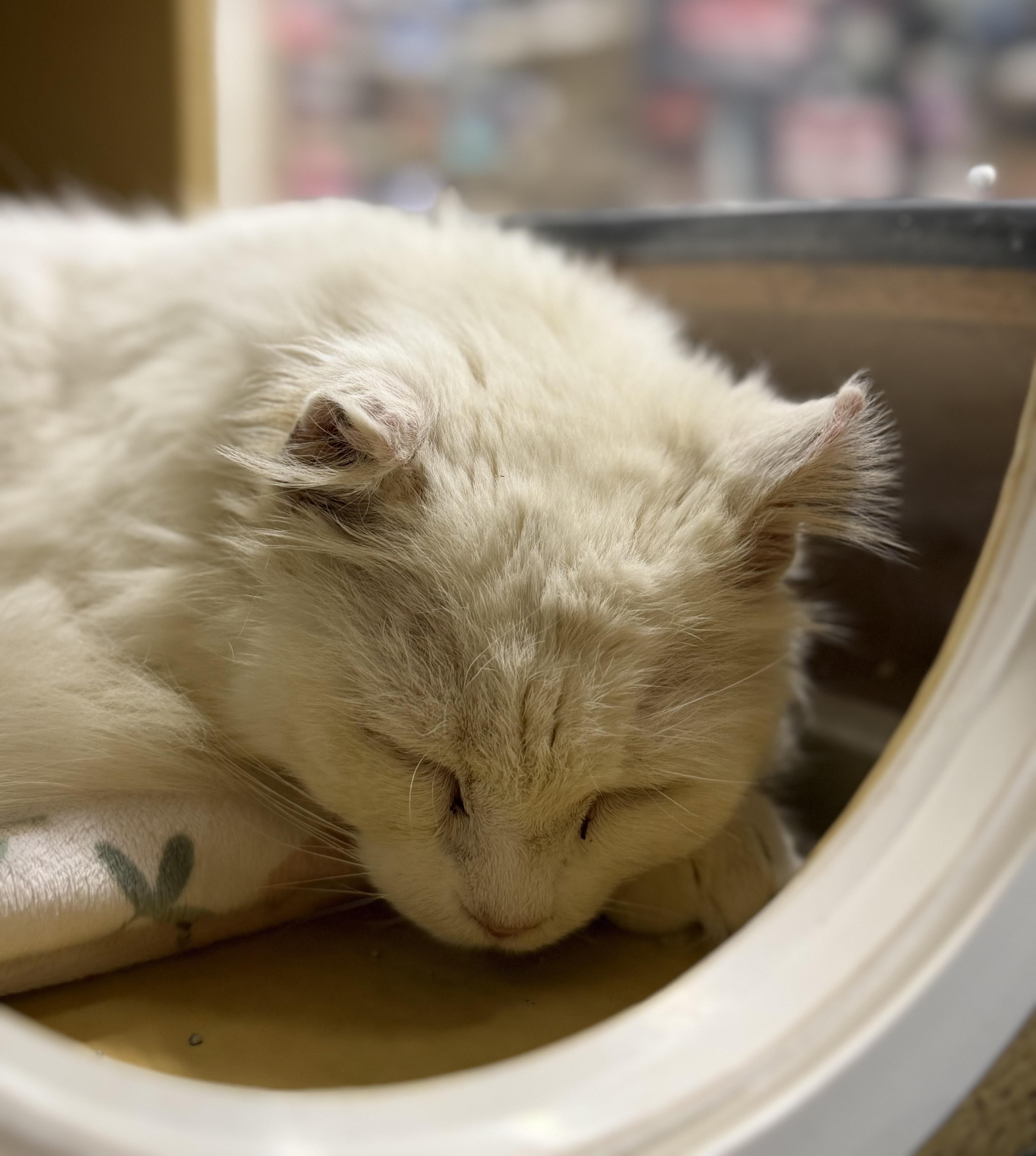 An adult medium-sized female White Turkish Angora cat named Snow for adoption in Charlotte, NC