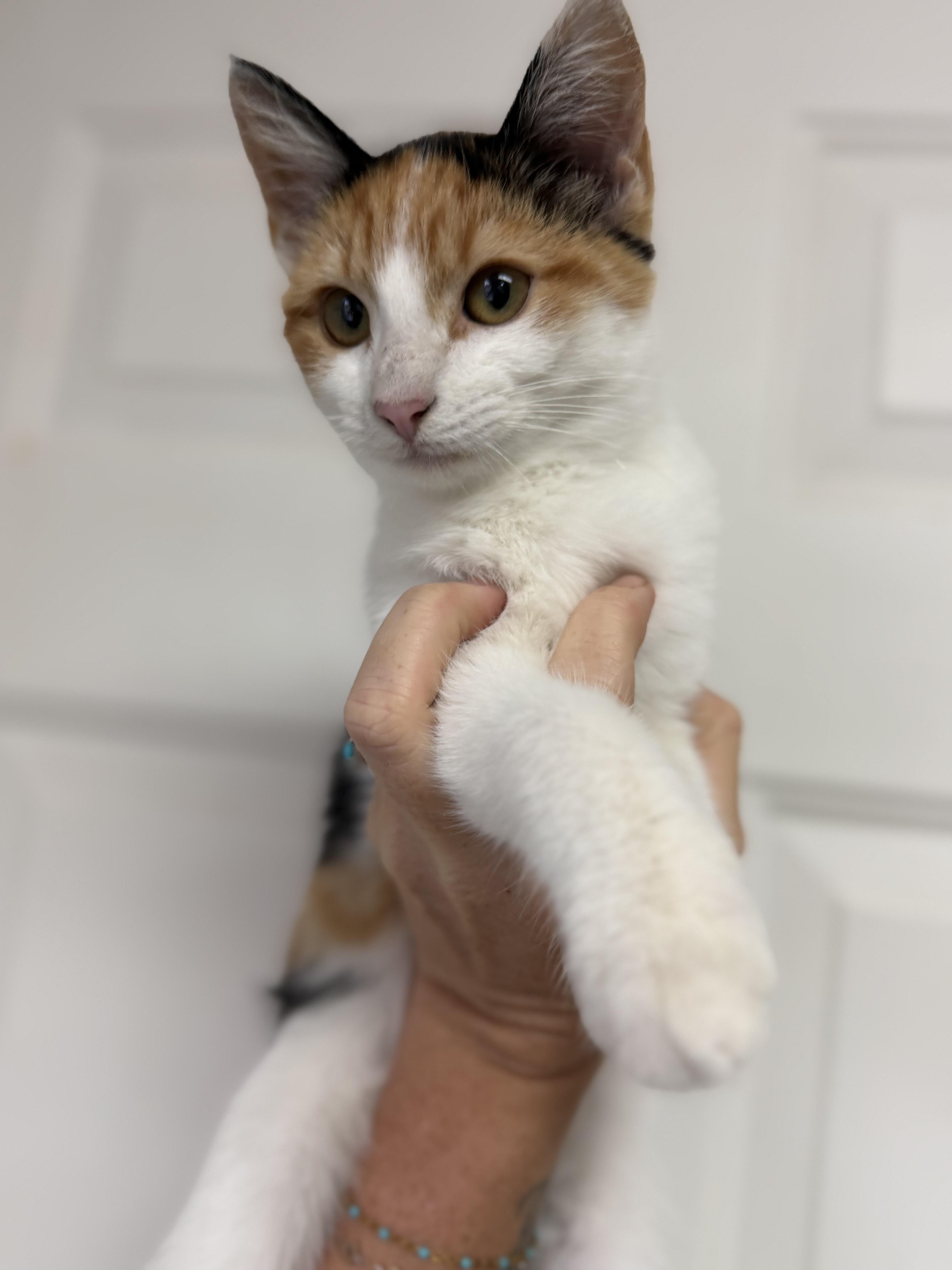A young medium-sized female Calico cat named Cattle for adoption in Columbia, SC