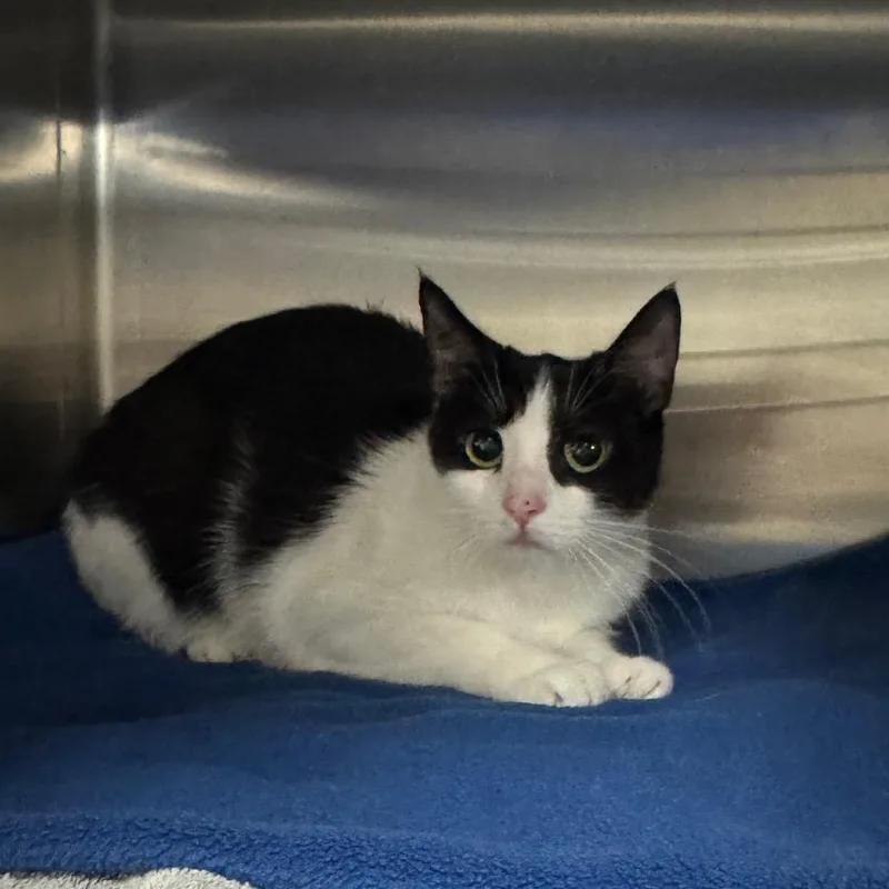 An adult small-sized female Black Domestic Short Hair cat named Karen for adoption in York, PA