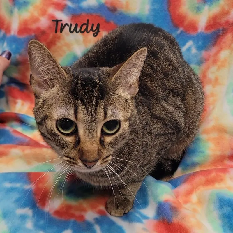 An adult medium-sized female Brown / Chocolate Domestic Short Hair cat named Trudy for adoption in Parkersburg, WV