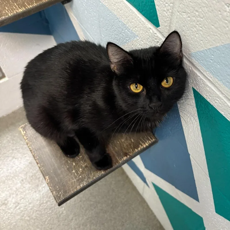 An adult medium-sized female Black Domestic Short Hair cat named Elevator Music for adoption in Carencro, LA