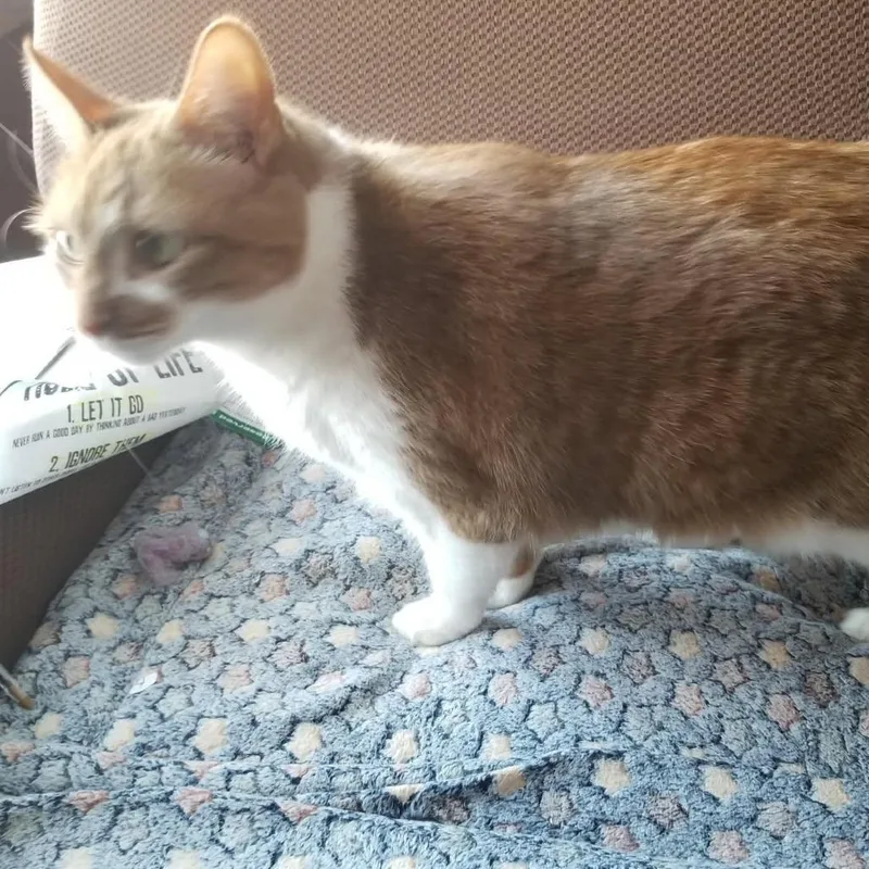 An adult medium-sized female Orange / Red Domestic Short Hair cat named Honey for adoption in Rochester, MN