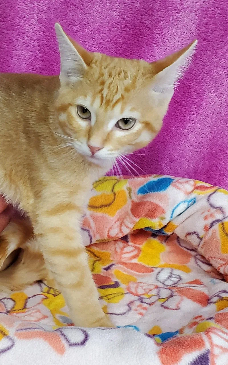 A young medium-sized female Orange / Red Domestic Short Hair cat named Betty for adoption in Greenville, IL