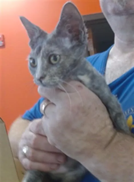 A baby small-sized female Domestic Short Hair cat named Wheat for adoption in Louisville, KY