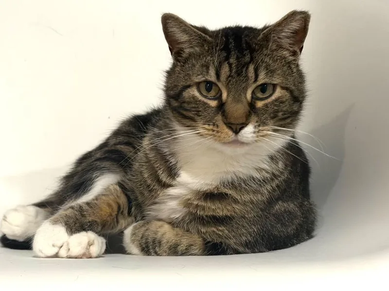 A young small-sized male Domestic Short Hair cat named Ace for adoption in Powell, OH
