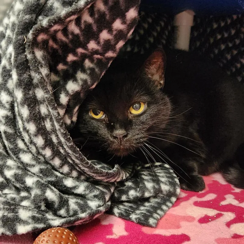 A senior large-sized female Black Domestic Short Hair cat named Ava for adoption in Delaware, OH