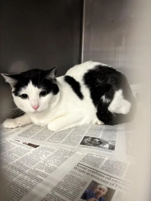 An adult medium-sized male Domestic Short Hair cat named Blue for adoption in Van Nuys, CA