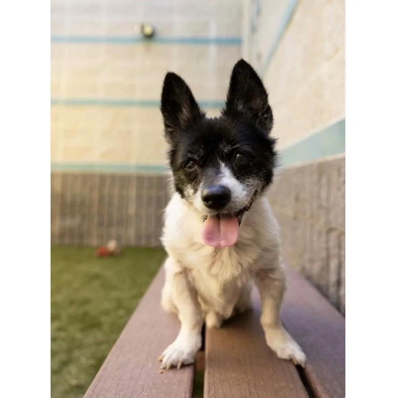 A senior small-sized male White / Cream Mixed Breed dog named Domino  Ecas for adoption in Pleasanton, CA