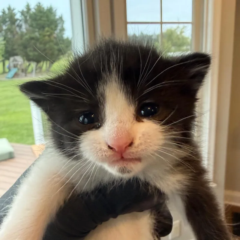 A baby small-sized female Black Domestic Short Hair cat named Rabbit for adoption in Alexandria, VA