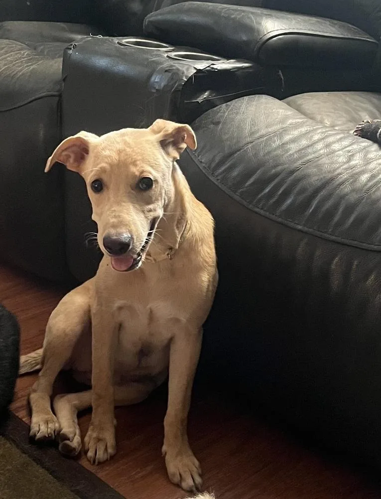 A baby medium-sized female Labrador Retriever dog named Bella for adoption in Peoria, IL