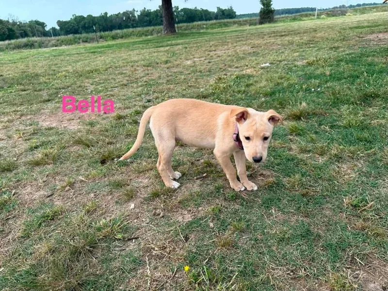 Bella thumbnail 2
