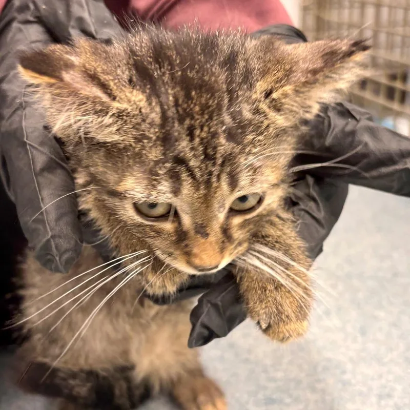 A baby small-sized male Domestic Short Hair cat named Beck for adoption in Portland, IN