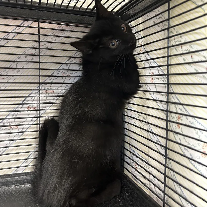 A baby small-sized female Domestic Short Hair cat named West for adoption in Binghamton, NY