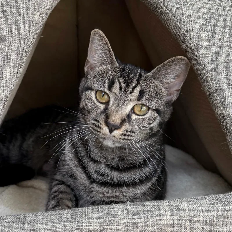 A baby small-sized female Domestic Short Hair cat named Sheila for adoption in State College, PA