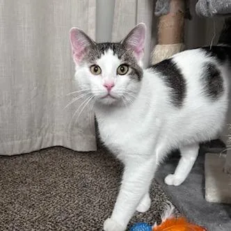 A young small-sized male Gray / Blue / Silver Domestic Short Hair cat named Kenny for adoption in Green Bay, WI