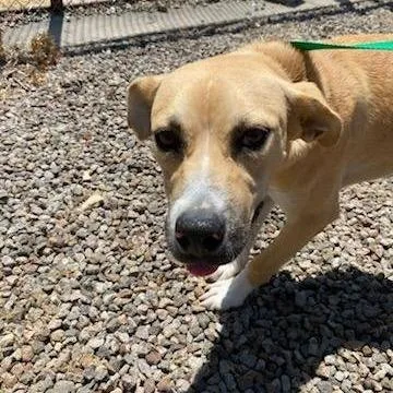 A young medium-sized male Yellow / Tan / Blond / Fawn Labrador Retriever dog named Colby for adoption in Stilwell, OK