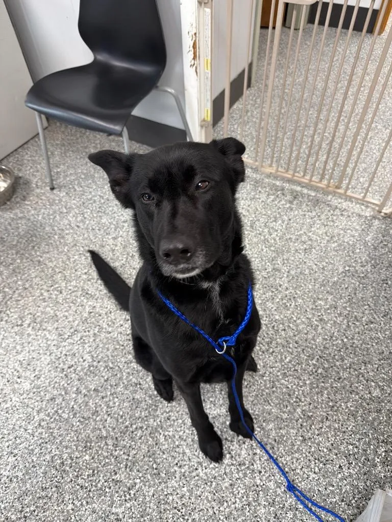 An adult large-sized male Black German Shepherd Dog dog named Shooter for adoption in Bryan, OH