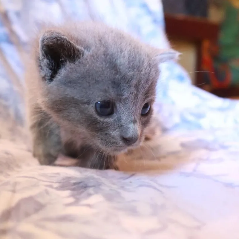 A baby small-sized female Gray / Blue / Silver Domestic Long Hair cat named Lady Violet for adoption in Columbiana, AL