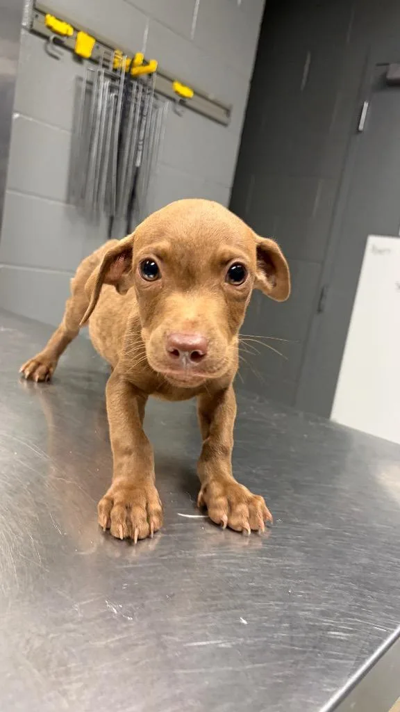 A baby small-sized male Terrier dog named D.j. for adoption in Missouri City, TX