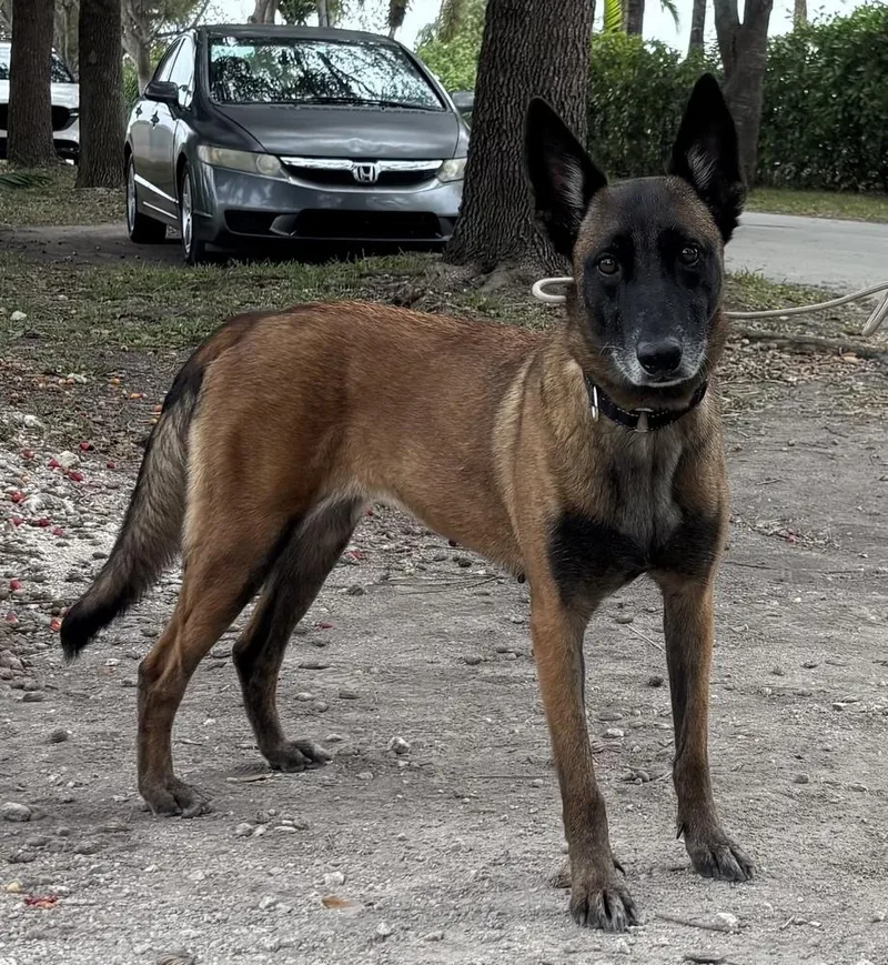 An adult large-sized female Tricolor (Brown, Black, & White) Belgian Shepherd / Malinois dog named Berry Located in for adoption in Imlay City, MI