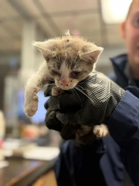 A baby small-sized female Domestic Short Hair cat named Green Collar for adoption in Stockton, CA
