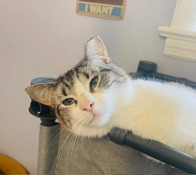 Marshmallow thumbnail 2