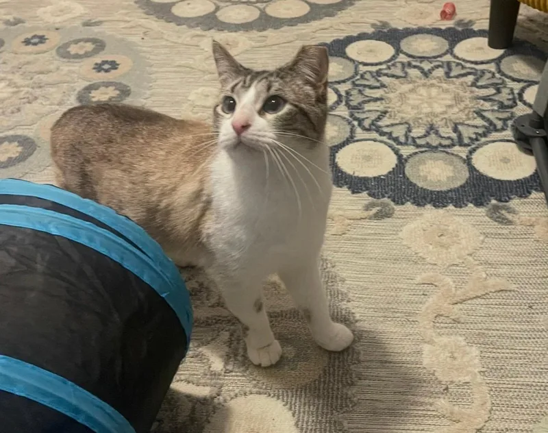 Marshmallow thumbnail 3