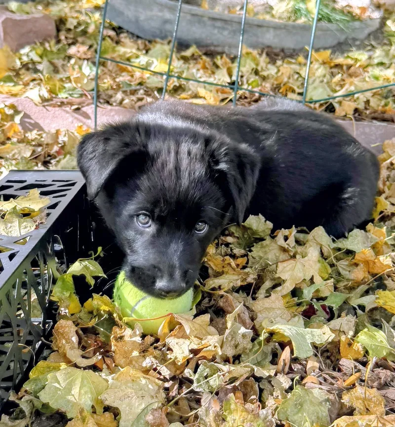 A baby medium-sized female Black Retriever dog named Dumpling for adoption in Evergreen, CO