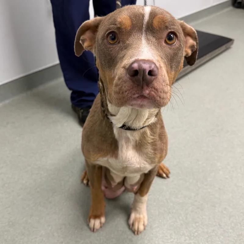 An adult medium-sized female Brown / Chocolate Terrier dog named Miley for adoption in Abilene, TX
