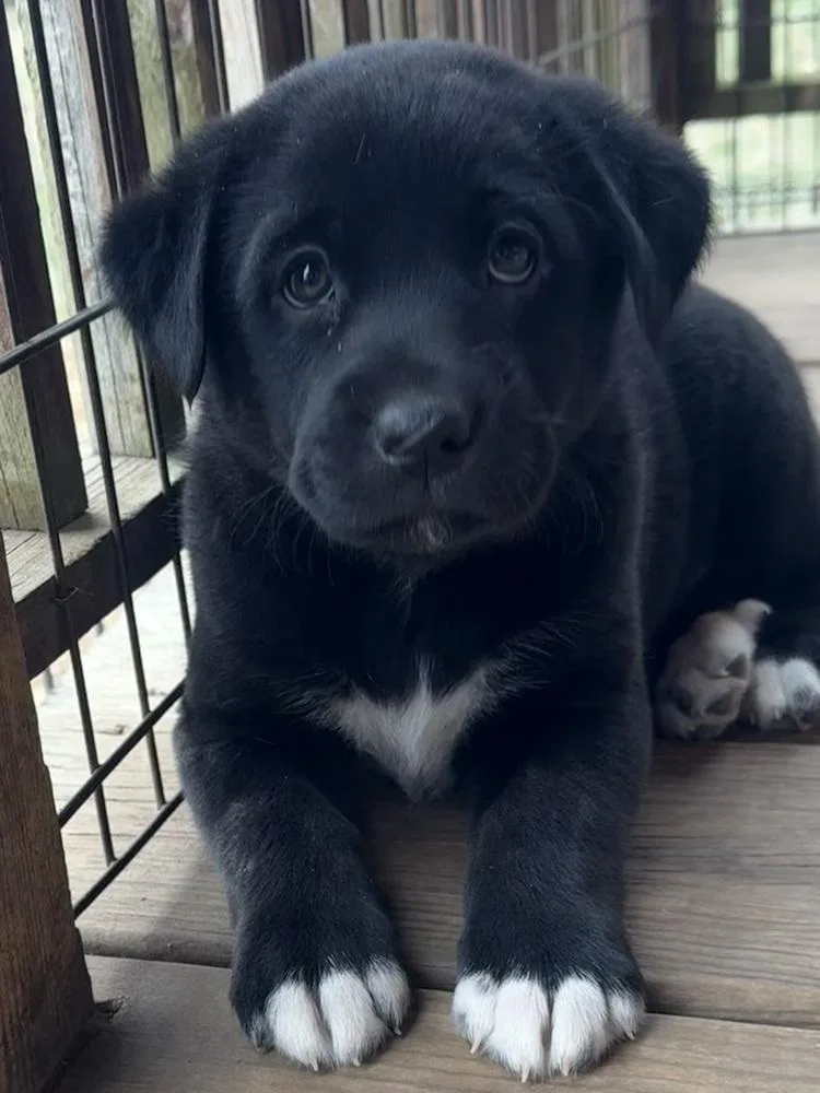 A baby large-sized female Black Labrador Retriever dog named Serrano for adoption in Bolivar, MO
