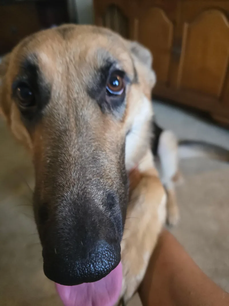 A young medium-sized female Black German Shepherd Dog dog named Daisy for adoption in Detroit, MI