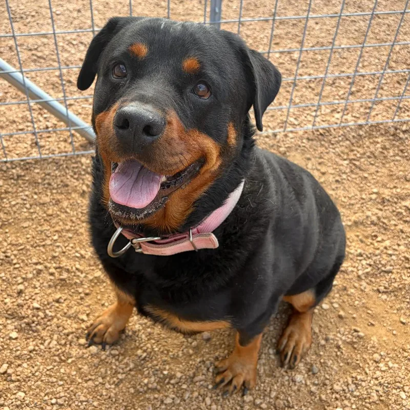 A senior small-sized female Black Rottweiler dog named Prada for adoption in Kerrville, TX