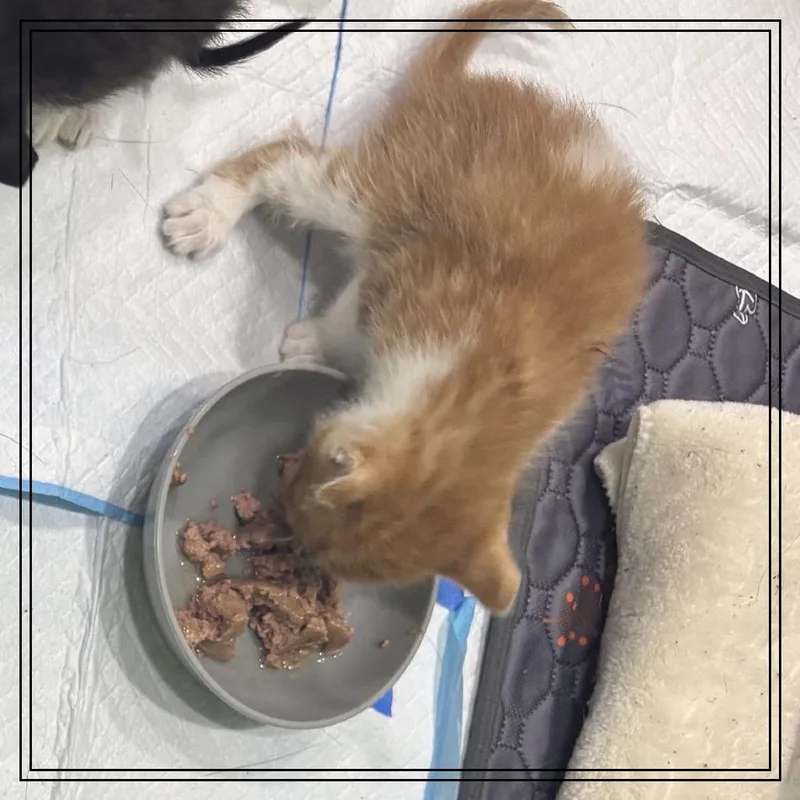 A baby small-sized male Orange / Red Extra-Toes Cat / Hemingway Polydactyl cat named Vitamix for adoption in Westminster, CA