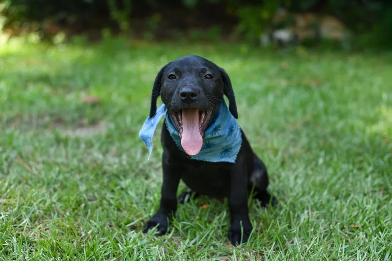 A baby medium-sized male Black Mixed Breed dog named Cosmo for adoption in BONIFAY, FL