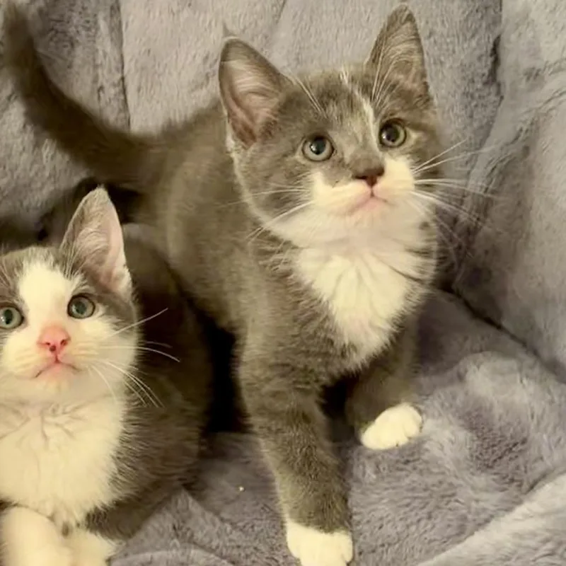 A baby small-sized female Gray / Blue / Silver Domestic Short Hair cat named Helvetica for adoption in Charlottesville, VA