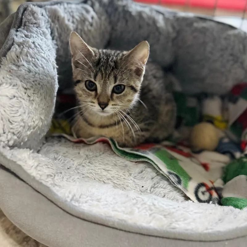 A baby small-sized female Brown / Chocolate Domestic Short Hair cat named Clawdeen for adoption in Brownsboro, AL