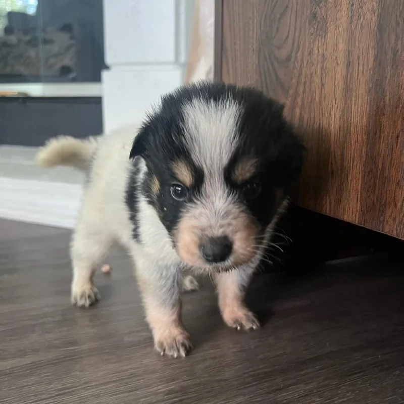 A baby small-sized male Border Collie dog named Lars Lindstrom for adoption in Austin, TX