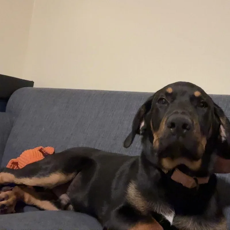 Willie thumbnail 4
