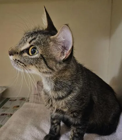 An adult medium-sized female Domestic Short Hair cat named Gwendolyn for adoption in Chamblee, GA