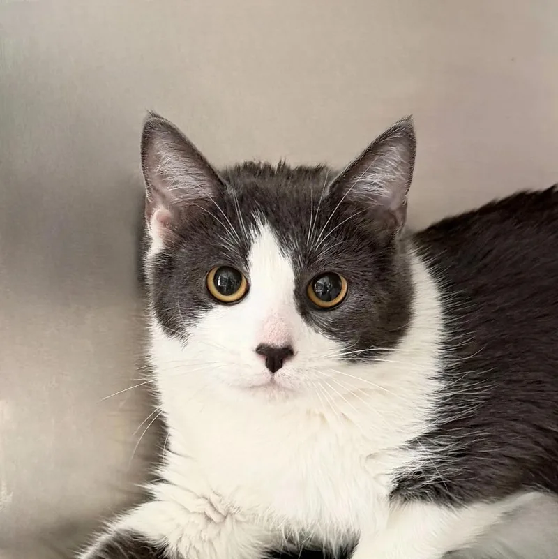 A young small-sized female Domestic Short Hair cat named Snow White for adoption in State College, PA