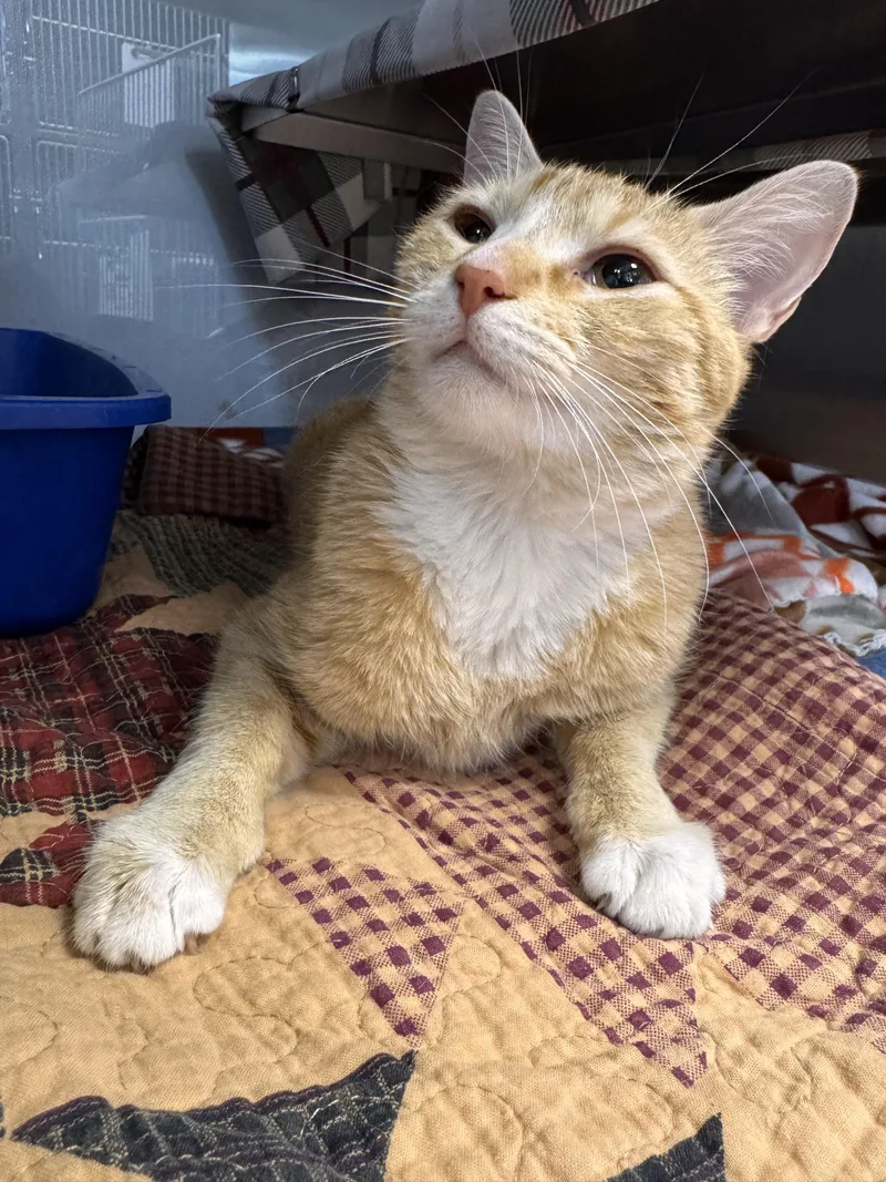 A young medium-sized female Orange & White Domestic Short Hair cat named Cindy Clawford for adoption in Midland, MI