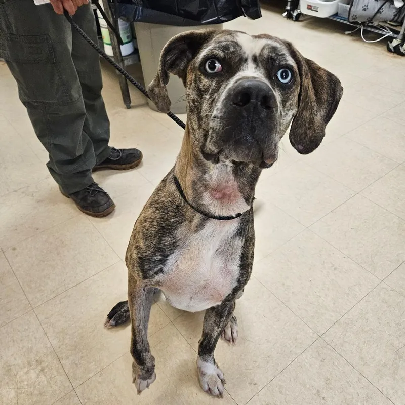 An adult medium-sized male Brindle Mixed Breed dog named Pixel for adoption in Lake Panasoffkee, FL