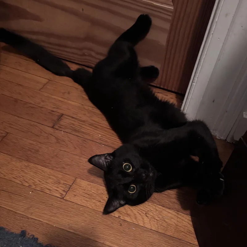 A young small-sized male Black Domestic Short Hair cat named Pepper for adoption in FITCHBURG, MA