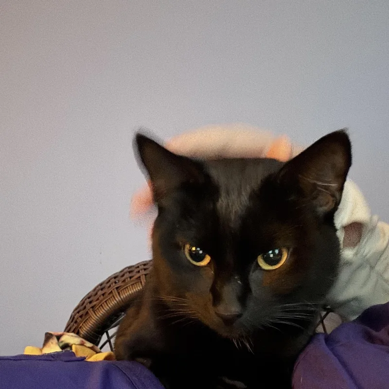 Pepper thumbnail 2