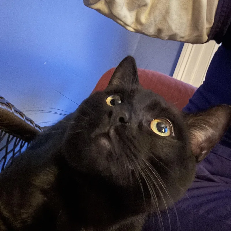 Pepper thumbnail 3