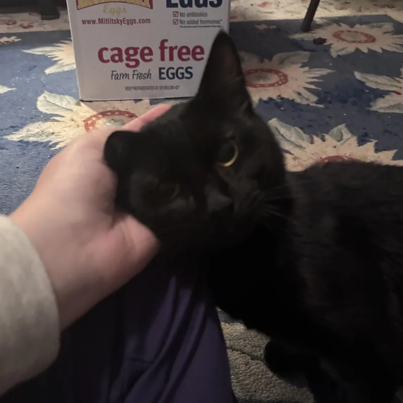 Pepper thumbnail 4