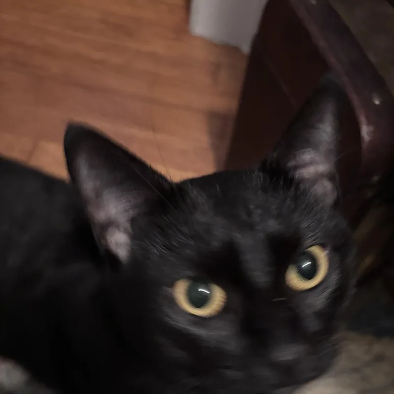 Pepper thumbnail 5