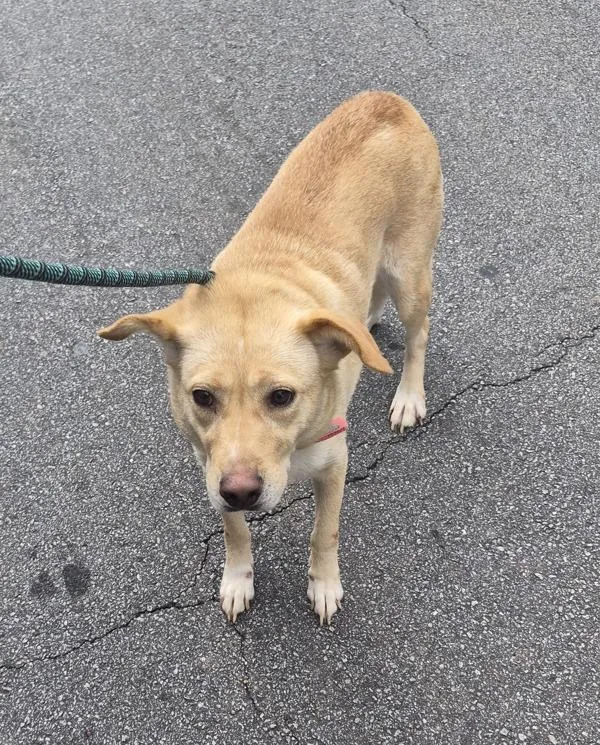 An adult medium-sized female Labrador Retriever dog named Pen for adoption in Lawrenceville, GA